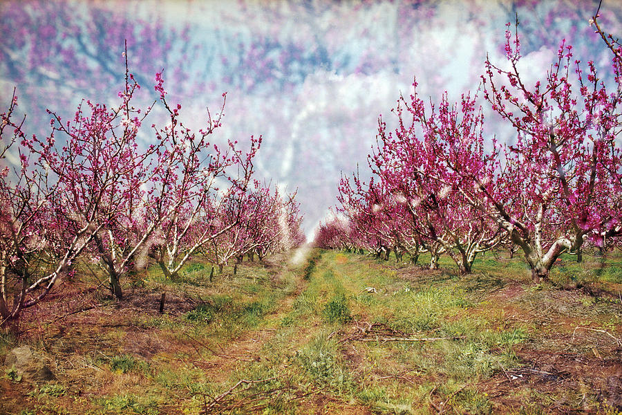 An orchard in blossom in the Golan Heights Photograph by Dubi Roman