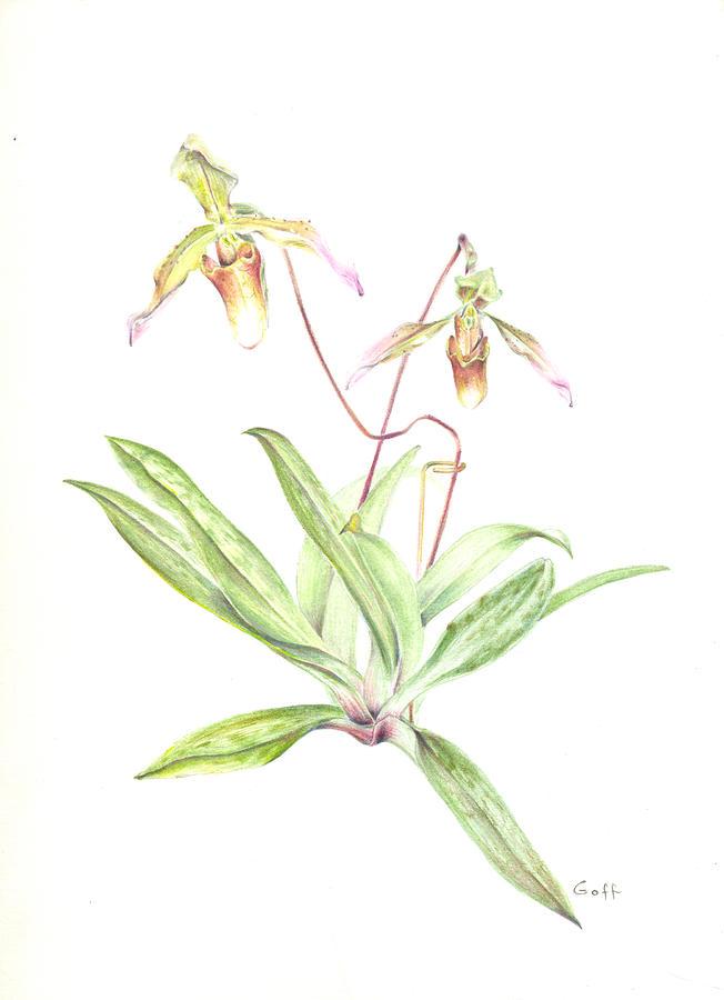 Orchid Painting - An Orchid Couple by Penrith Goff