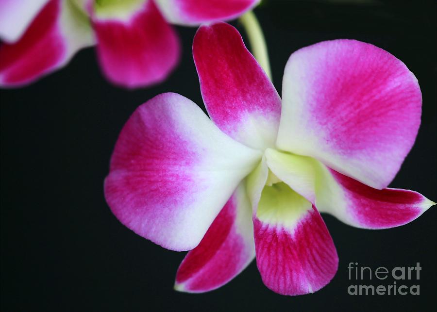 Flower Photograph - An Orchid by Sabrina L Ryan