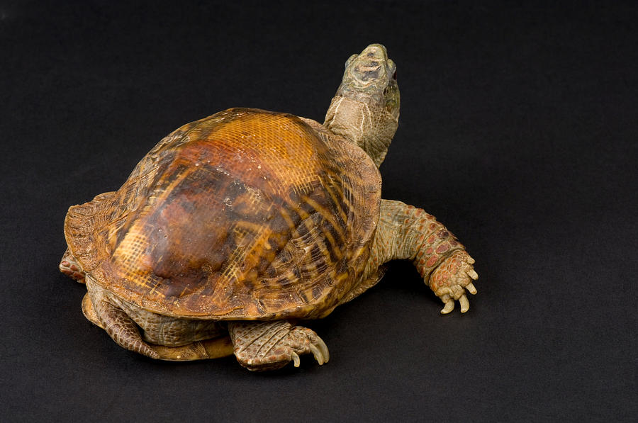 Nobody Photograph - An Ornate Box Turtle With A Fiberglass by Joel Sartore Nobody Photograph - An Ornate Box Turtle With A Fiberglass by Joel Sartore