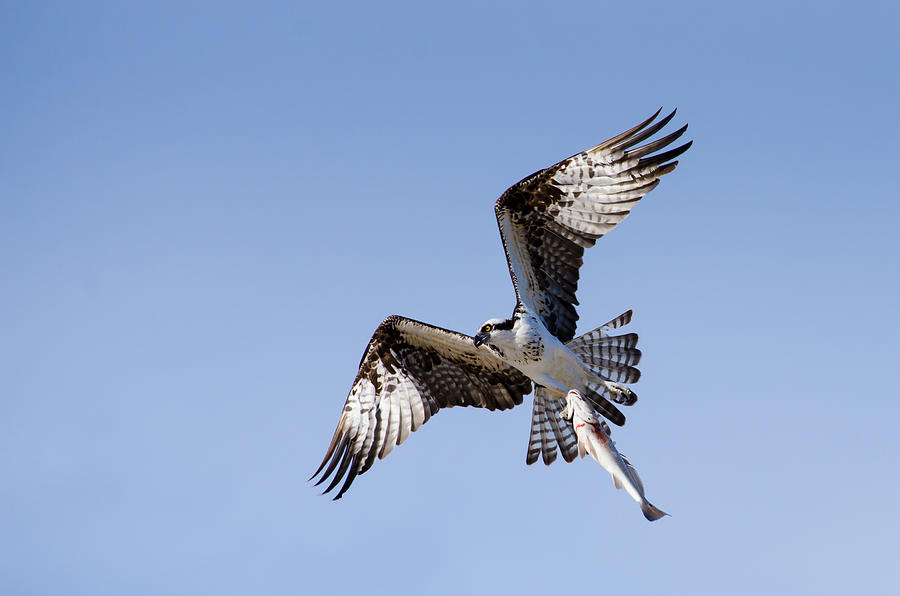 An Osprey And Its Fish Photograph
