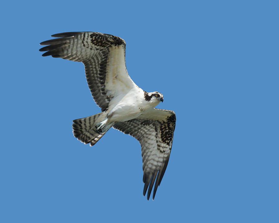 osprey photos