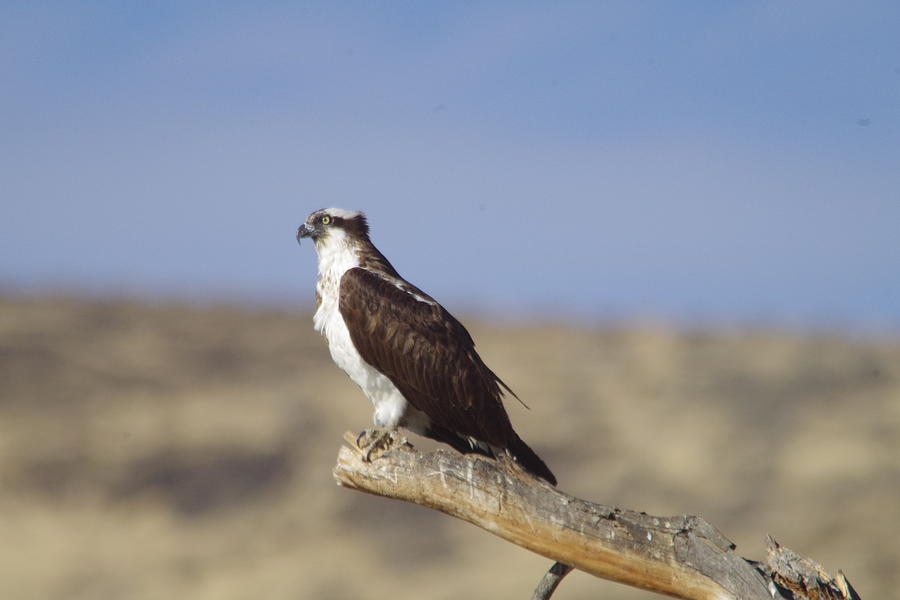 osprey hunting