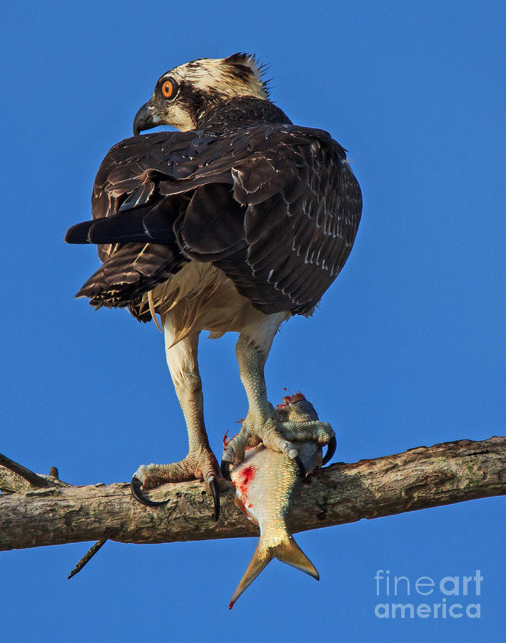 An Osprey Meal Photograph by Robert Pilkington