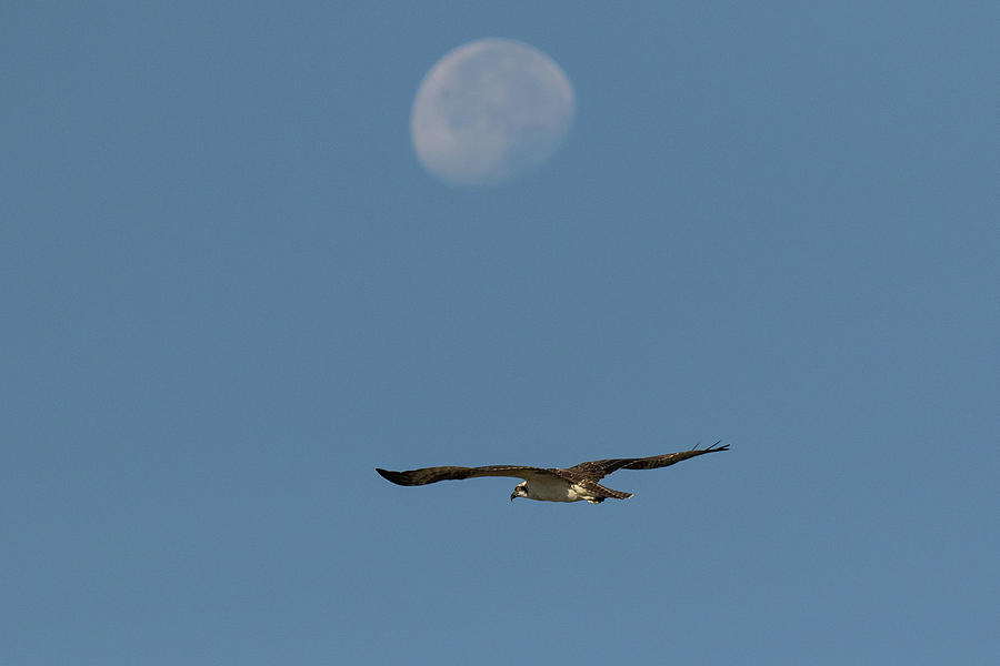 An Osprey Moon Photograph by Tony Hake