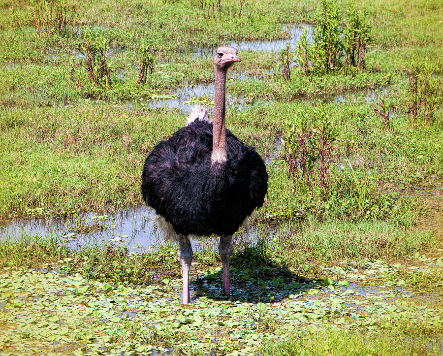 Ostrich Photograph - An Ostrich in the Everglades by Phyllis Taylor