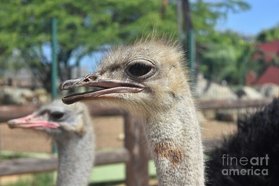 An Ostrich Making Noise with His Friends Photograph by DejaVu Designs ...