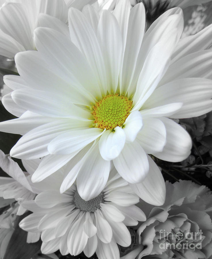 Mothers Day Photograph - An Outstanding Daisy by Susan Lafleur