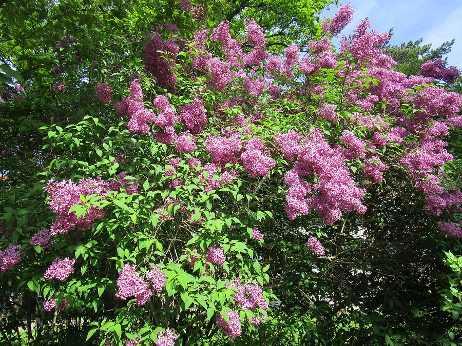 An overwhelming  fragrance of lilacs Photograph by Rosita Larsson