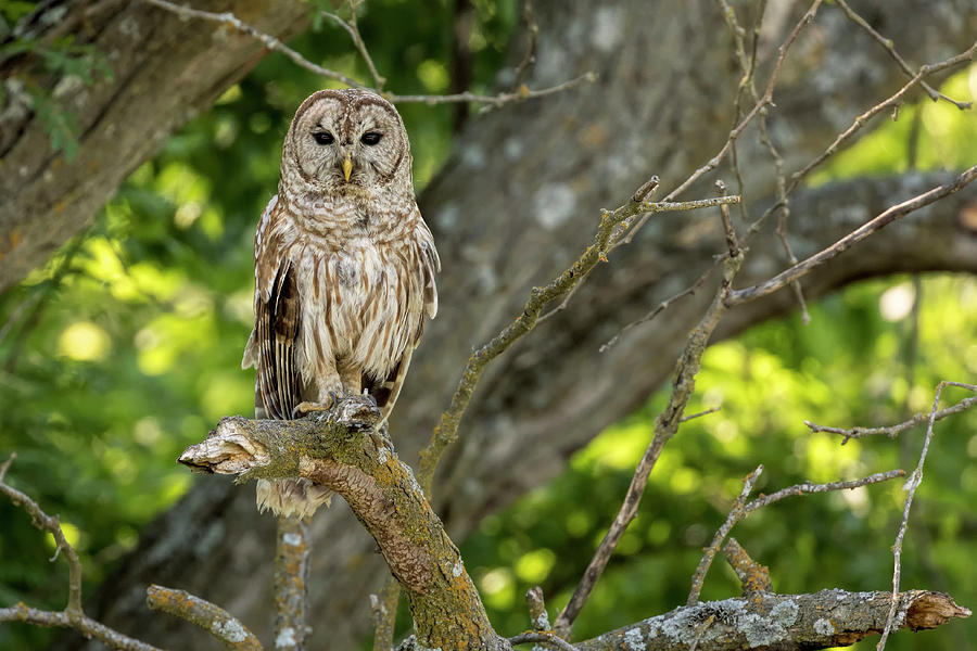 An Owls Gaze Photograph by Scott Bean