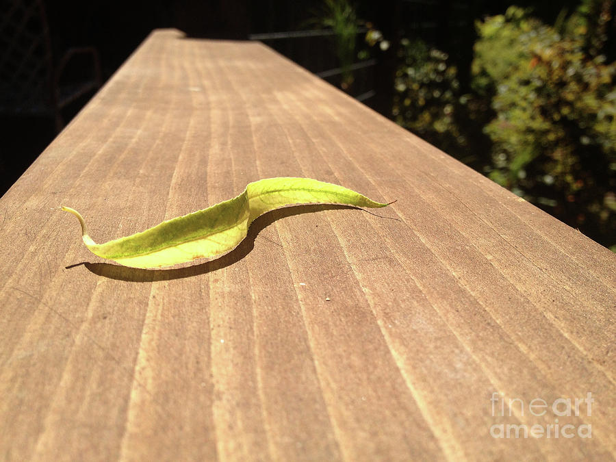 An S-Curved Leaf Photograph by Wernher Krutein