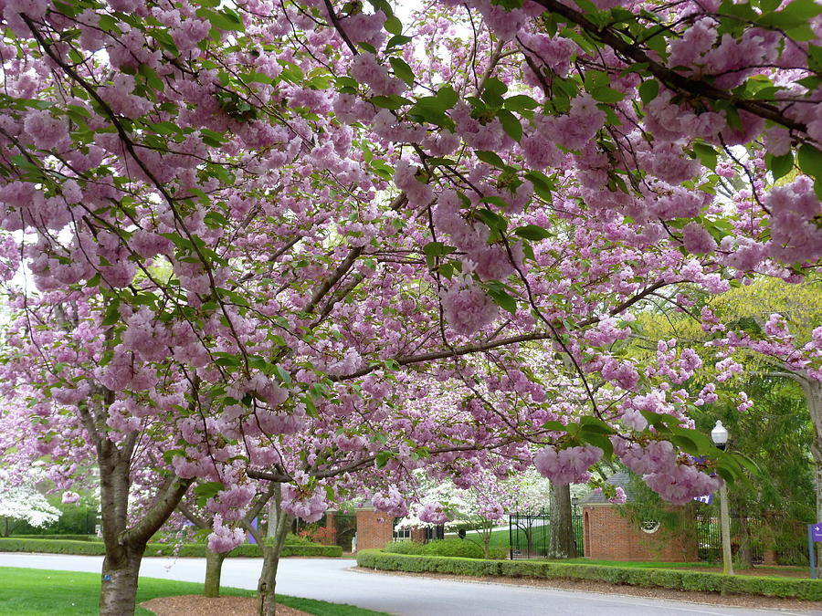 An Umbrella of Flowers Photograph by Gordon Taylor