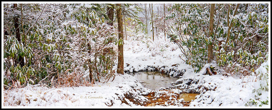 An Unamed Woodland Stream in Winter, Pocono Mountains Photograph by A Macarthur Gurmankin