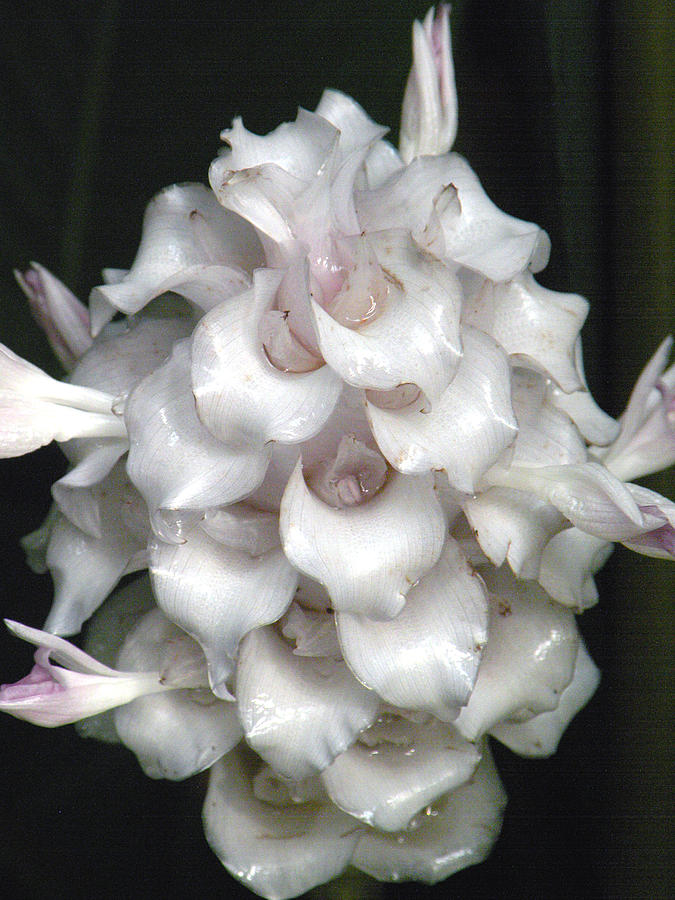 An Unusual Orchid Photograph by Rosalie Scanlon