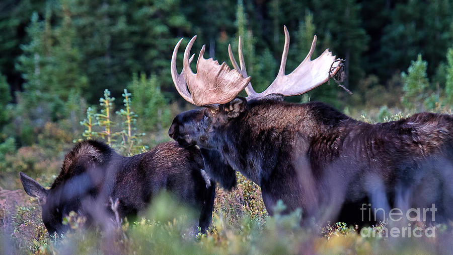 Moose Photograph - An Unwelcome Suitor by Jim Garrison