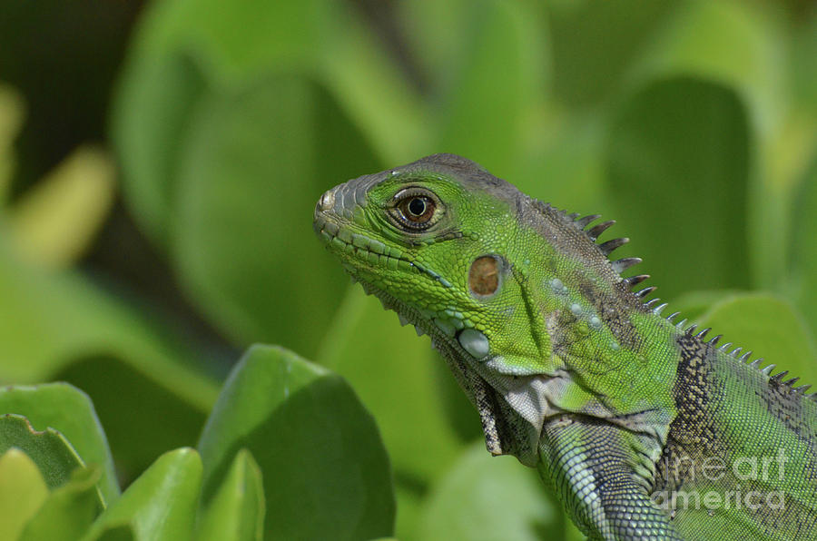 An Up Close Look at a Green Iguana Photograph by DejaVu Designs