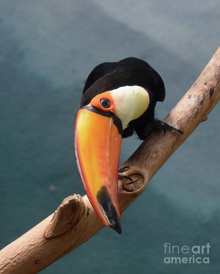 An Up Close Look at the Orange Bill of a Toucan Photograph by DejaVu Designs