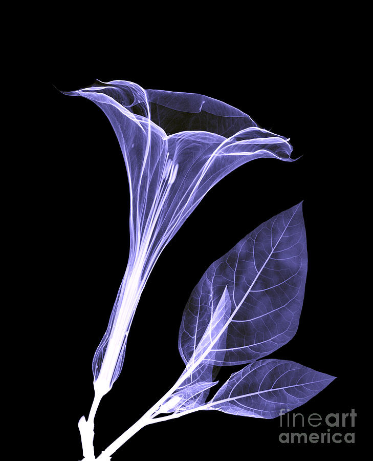Xray Photograph - An X-ray Of A Datura Flower by Ted Kinsman