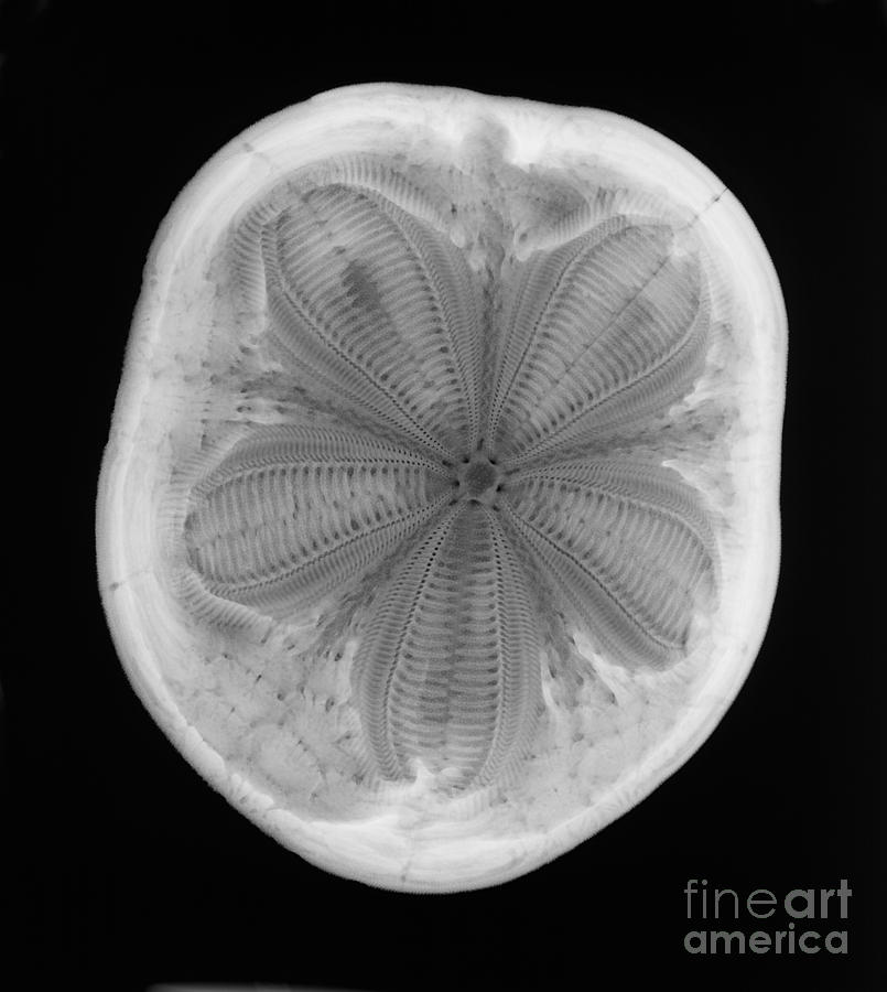 An X-ray Of A Sea Biscuit Photograph by Ted Kinsman