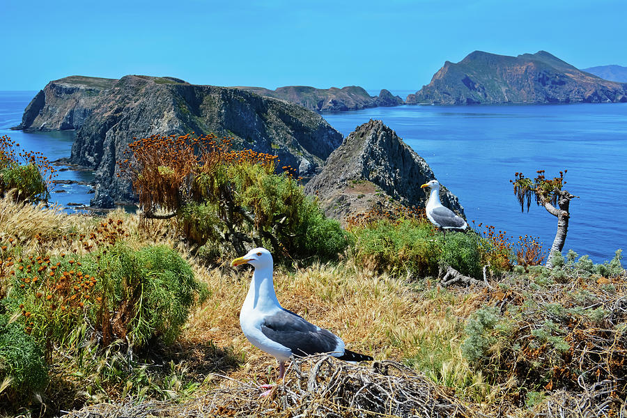 Anacapa Island Inspiration Point Seagulls Photograph by Kyle Hanson