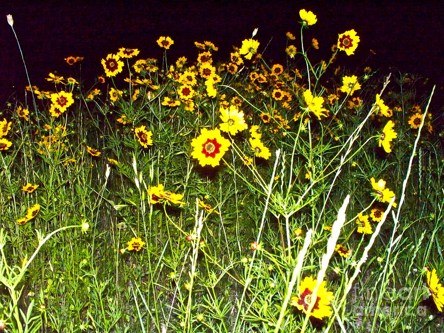 Flower Photograph - Anarchists of Beauty in the Night by Chuck Taylor