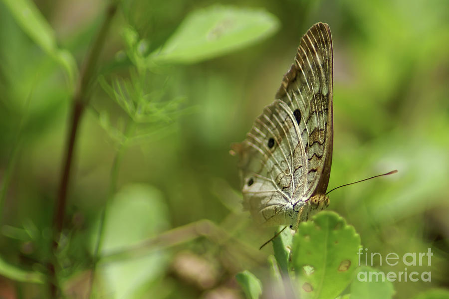 Anartia Butterfly in Wonderland  Photograph by Olga Hamilton