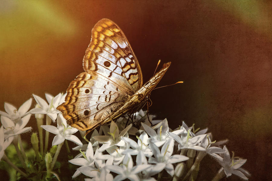 Anartia Jatrophae - White Peacock Butterfly  Photograph by Saija Lehtonen