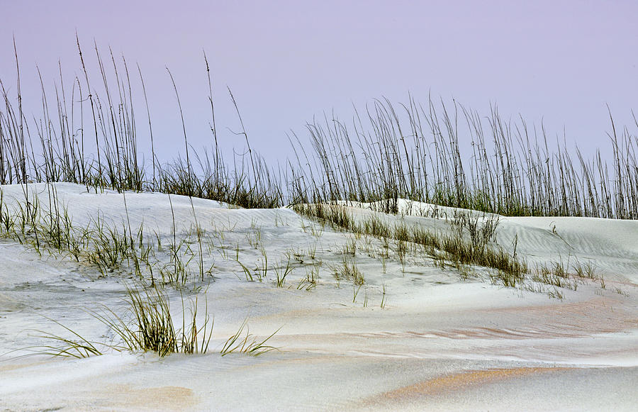 Anastasia Sand Dunes Photograph by Carol Eade