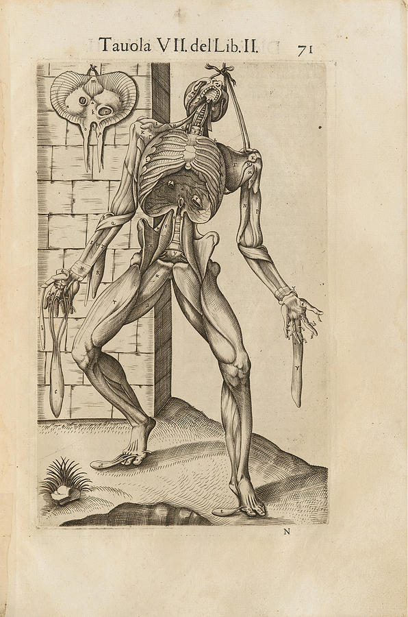 Anatomia del corpo humano Drawing by Gaspar Becerra