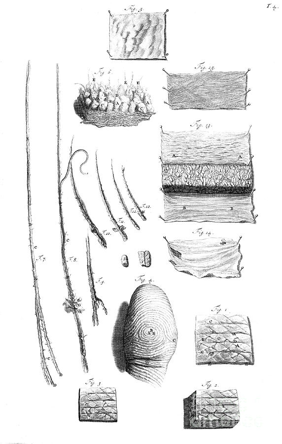 Anatomia Humani Corporis, Table 04, 1690 Photograph by Science Source