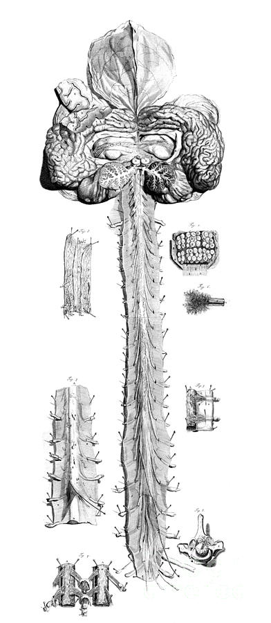 Anatomia Humani Corporis, Table 10, 1690 Photograph by Science Source