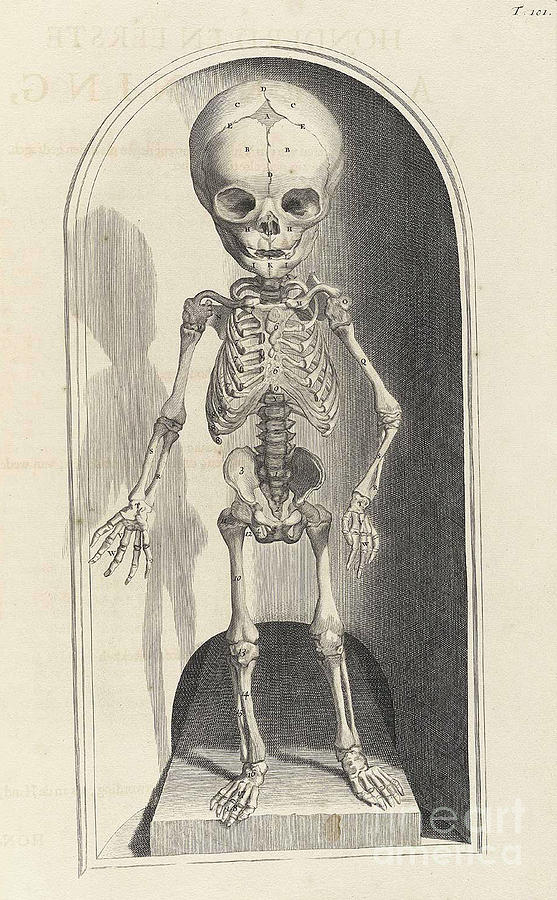 Anatomia Humani Corporis, Table 101 Photograph by Science Source
