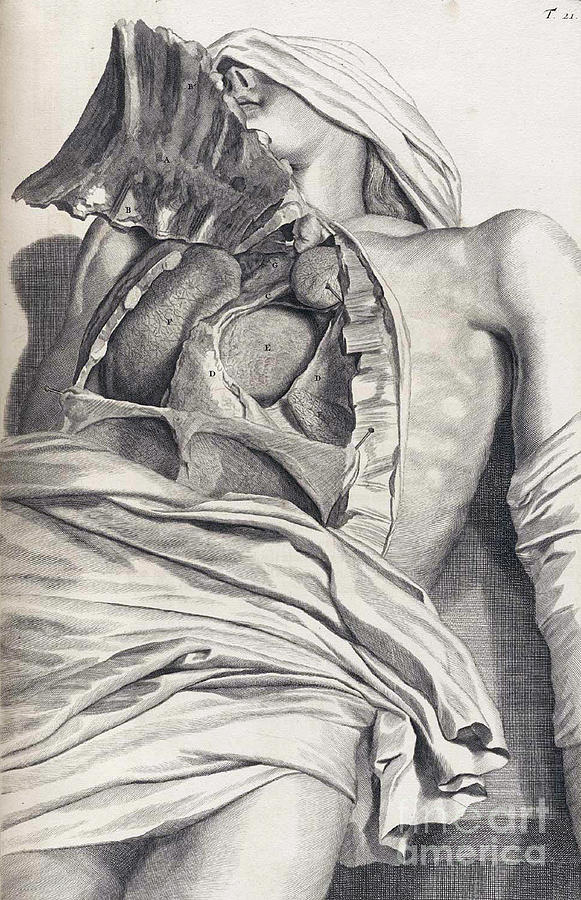 Anatomia Humani Corporis, Table 21, 1690 Photograph by Science Source
