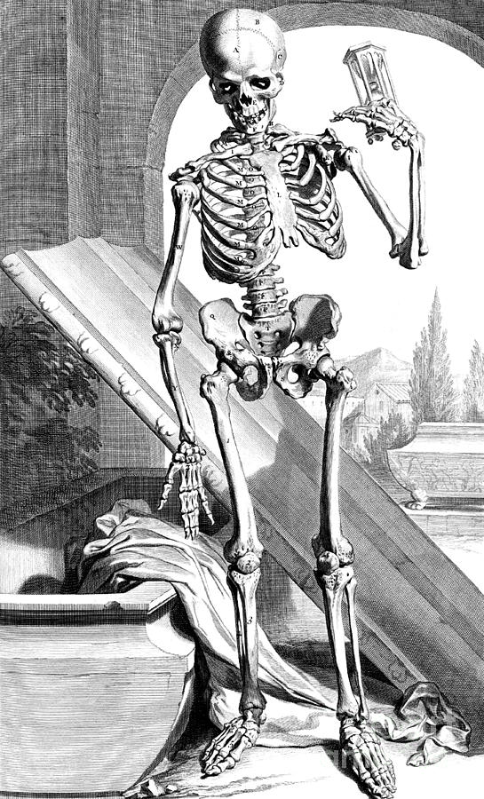 Anatomia Humani Corporis, Table 87, 1690 Photograph by Science Source