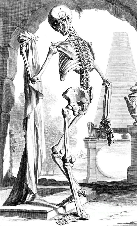 Anatomia Humani Corporis, Table 88, 1690 Photograph by Science Source
