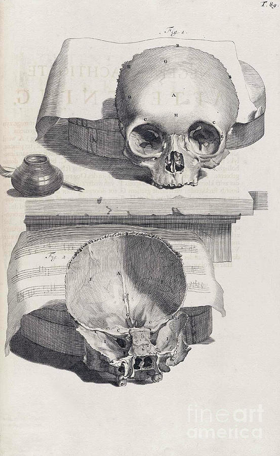 Anatomia Humani Corporis, Table 89, 1690 Photograph by Science Source
