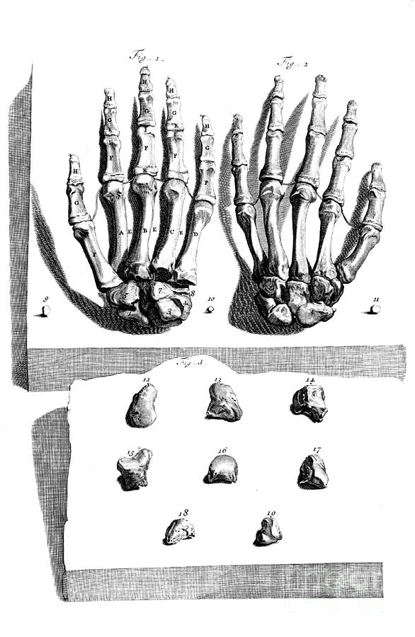 Anatomia Humani Corporis, Table 97, 1690 Photograph by Science Source