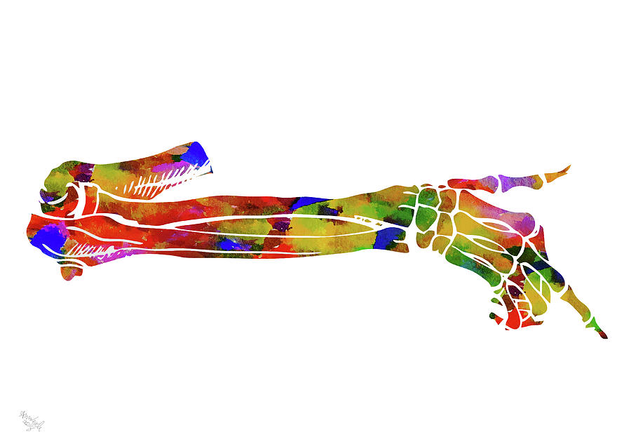 Anatomical Arm Mixed Media by Ann Leech