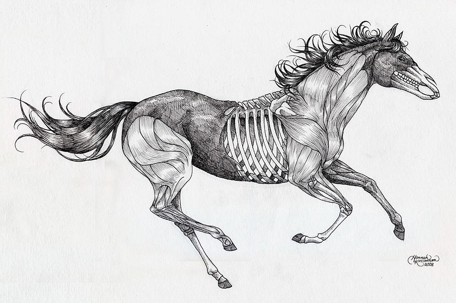 fourthkindillustration Horse skeleton and  INKPEDIA