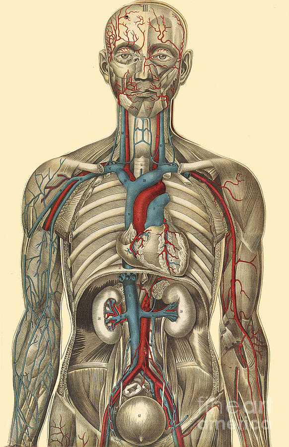 Anatomical Illustration, Julien Bougle Photograph by Science Source ...