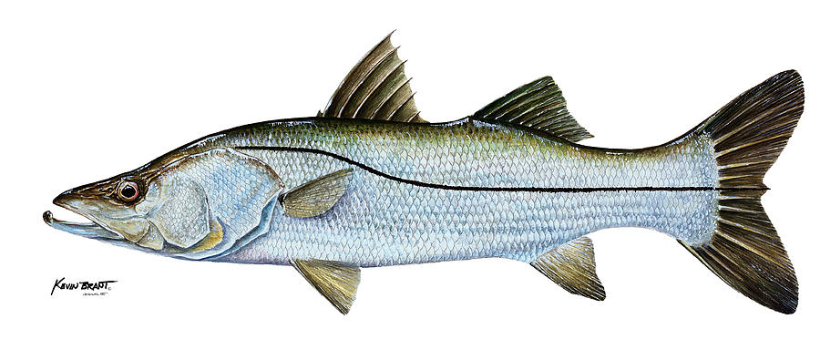 Anatomical Snook Painting by Kevin Brant