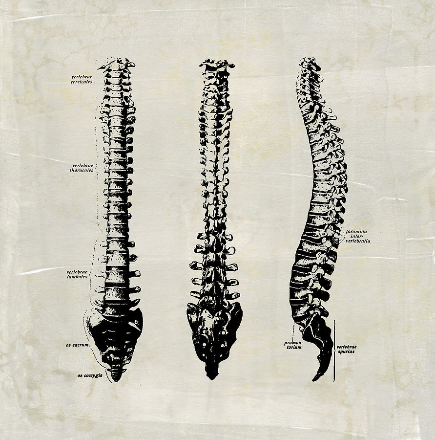 spine2d art