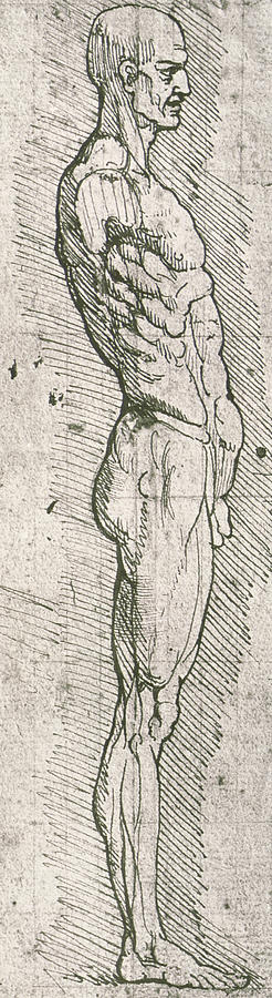 Anatomical Study Drawing by Leonardo Da Vinci
