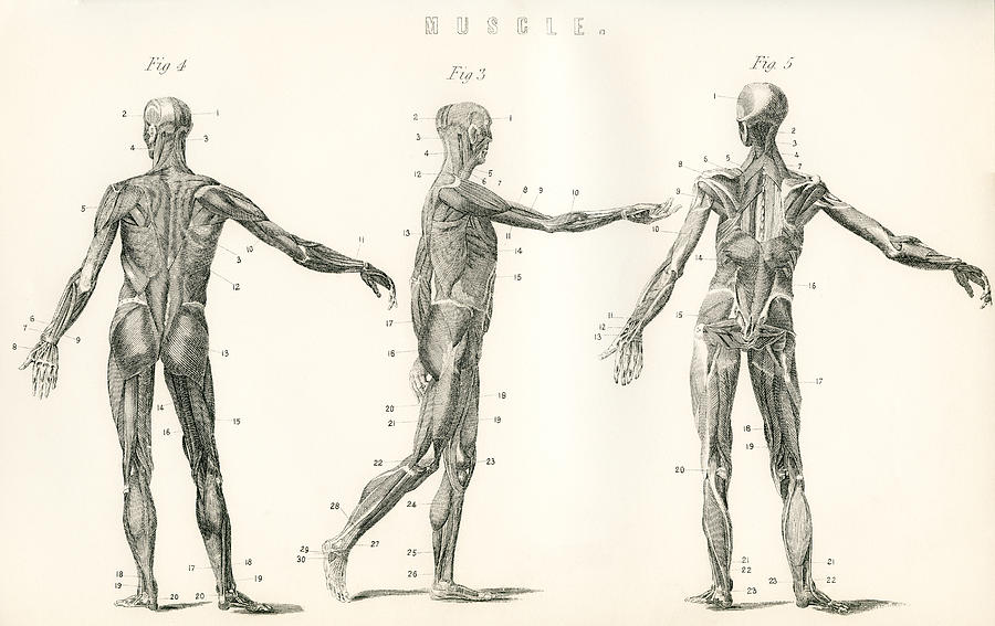 Welsh Drawing - Anatomical Study Of Muscle In The Human by Vintage Design Pics
