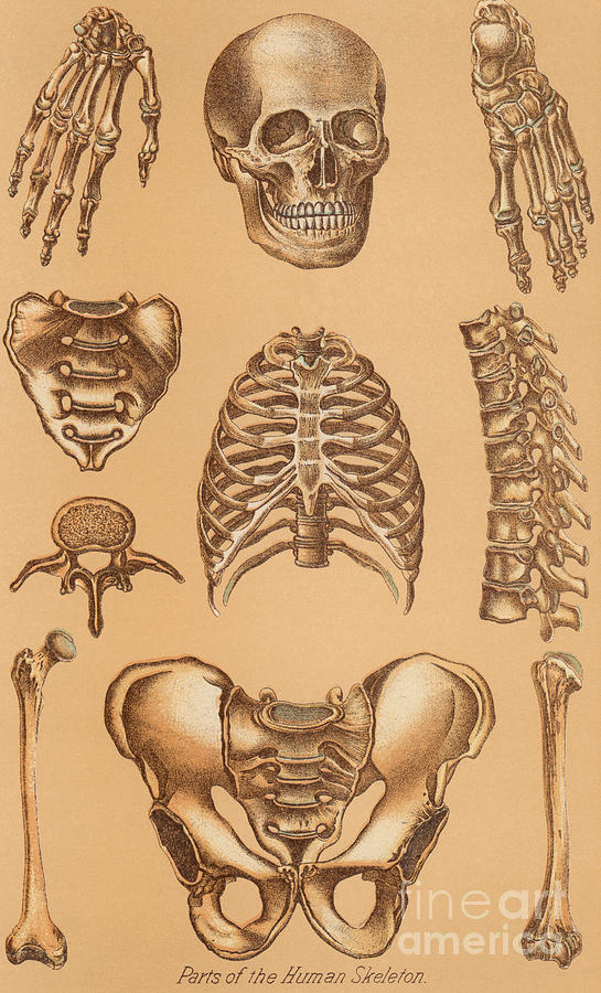 Anatomical Study Of The Human Skeleton 1896 Drawing By American School