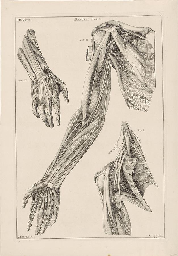 Anatomie van de arm de hand en de schouder Jacob van der Schley after Petrus Camper 1762 Drawing by Vintage Collectables
