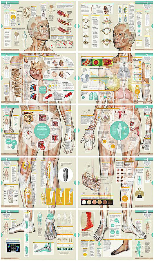 Anatomy Chart Photograph by Doc Braham