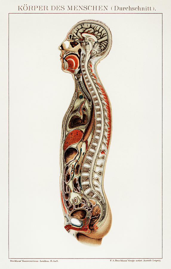 Anatomy chart of a human body Painting by Vincent Monozlay
