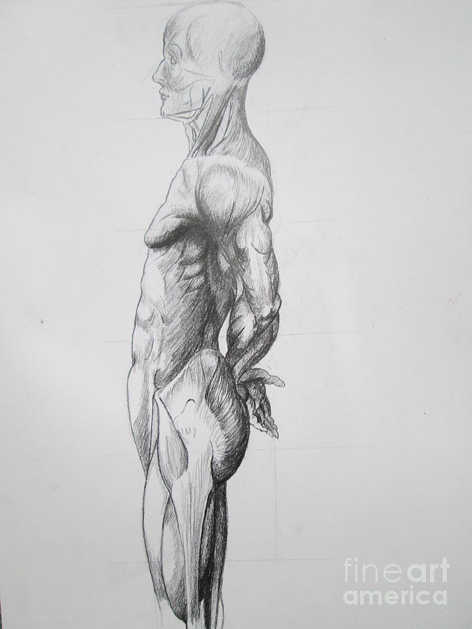 Anatomy Drawing - Anatomy by Gheorghita Claudiu