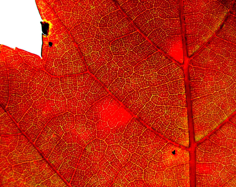 Anatomy of a Leaf by Rick Macomber Anatomy of a Leaf by Rick Macomber
